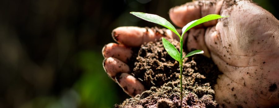 Reflorestamento: benefícios e projetos para se inspirar
